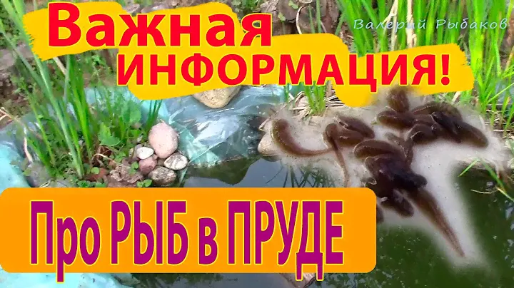 Какую рыбу селить в пруду. Рыба для пруда.