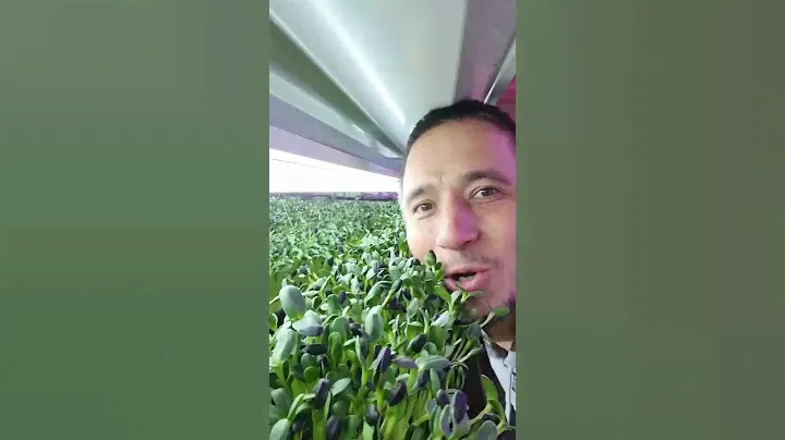 Микрозелень подсолнух как вырастить?