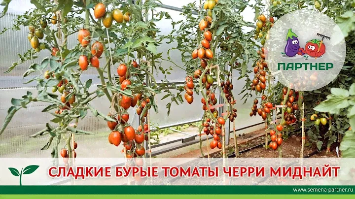СЛАДКИЕ БУРЫЕ ТОМАТЫ – ЧЕРРИ МИДНАЙТ F1