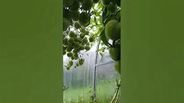Черри Аккордеон