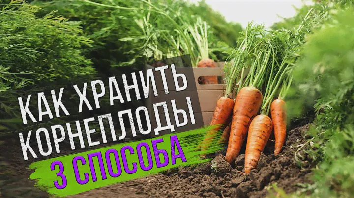 Хранение моркови и свеклы. Эксперимент с песком, опилками и пакетами