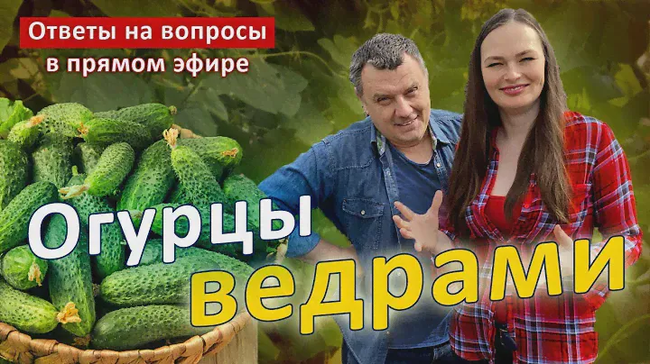 Жалею, что раньше так не сажала семена огурцов