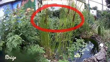 Растения  для искусственного водоема
