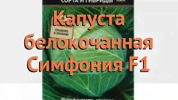 Капуста белокочанная Симфония F1 (simfoniya f1) 🌿 обзор: как сажать, семена капусты Симфония F1