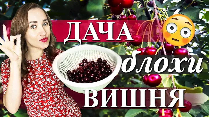 ДАЧНАЯ ЖИЗНЬ | УРОЖАЙ |  ВИШНЕВЫЕ ВАРЕНИКИ, КАК В ДЕТСТВЕ | ЛЕТО В РАЗГАРЕ