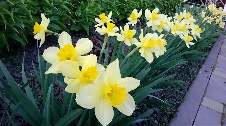Посадка нарциссов в ячейки из-под яиц. Часть2. Весна 2021 | Planting daffodils in egg cells. Part2