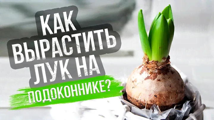 Лук на подоконнике. В земле, песке или опилках? Наш эксперимент