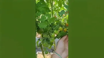 Томат Черри от Юрия от Семко