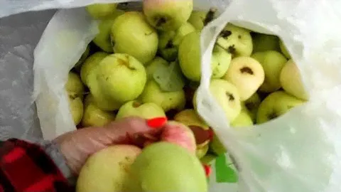 09.09.22.Дача.. собираем яблоки.. погода шепчет..
