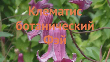 Клематис ботанический Фэй (clematis fay) 🌿 клематис Фэй обзор: как сажать саженцы клематиса Фэй