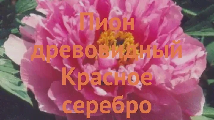 Пион древовидный Красное серебро 🌿 обзор: как сажать, саженцы пиона Красное серебро