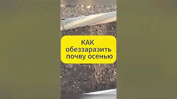 Лучший способ обеззаразить почву осенью !  #дача #сад #огород # #садоводство