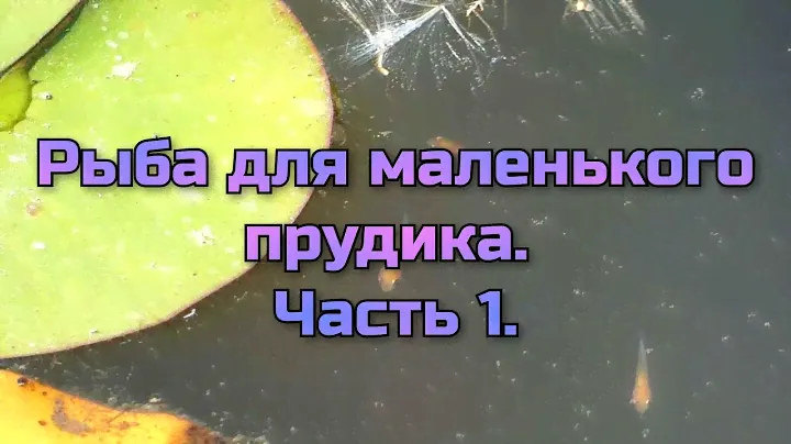 Рыба для маленького прудика  часть 1.                       Fish for a small pond  Part 1.