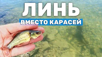 Какую рыбу запустить в пруд? Линь как замена карася для пруда на участке. Зарыбление пруда мальками