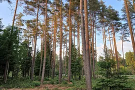 Продам земля сельхозназначения 14.9 сот район Выборгский дачный посёлок Хочу в лес