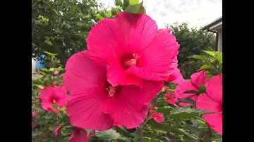 Гибискус травянистый: размножение зелеными черенками. Часть 2 | Hibiscus moscheutos