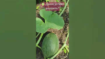 🍈 Дыня успеет созреть?#теплица #лето #дыня #6июля
