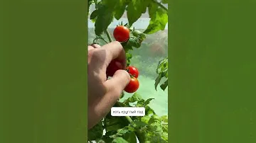 Помидорки черри дома круглый год🌿  #помидоры #огороднаподоконнике #черри #огороднабалконе