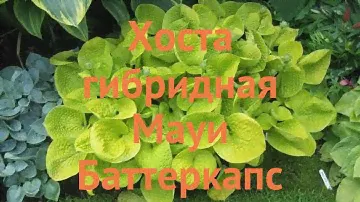 Хоста гибридная Мауи Баттеркапс (hosta) 🌿 обзор: как сажать, саженцы хосты Мауи Баттеркапс