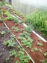 Продам дачный участок Новгородская Область Панковка 9км садо в Великом Новгороде
