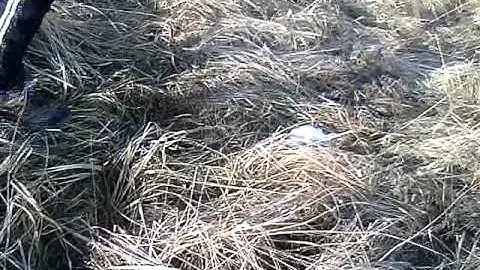 приключения в П.Васильково №3