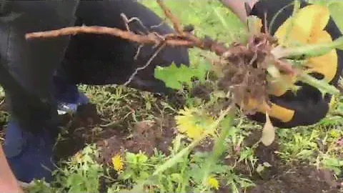 Удалители сорняков "Штопор", "Штыревой", "Bio Daisy", "Прямой" | CADEAUX.RU