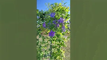 Клематис Вистула / Clematis Vistula #клематис  #клематисы  #сорта