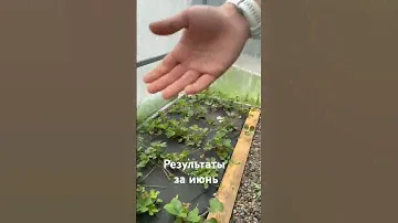 Мега урожай Томаты Черри, клубника