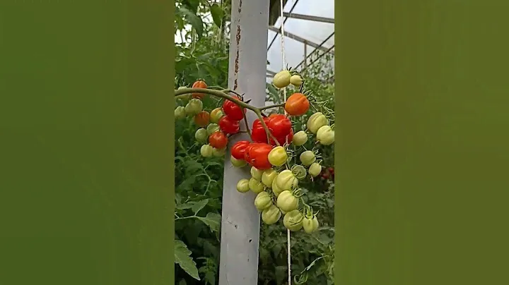Черри Аккордеон - сорт томата. Урожайный, среднеспелый трудяга ! #сад#урожайныйогород#семена#помидор