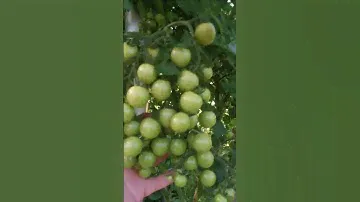 Дача как хобби. Черри. Коктейль томаты.