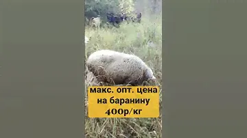 бизнес - разведение баранов, 525 000р в год прибыль.