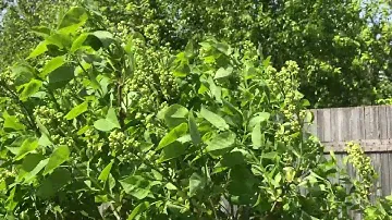 Продается участок дер. Чечулино Новгородский р-н