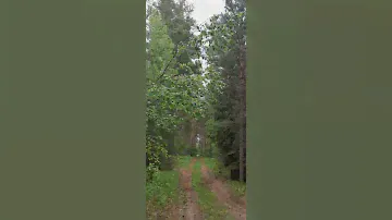 Посёлок Дачный, Омская область, прогулка в лесу🌞