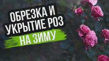 Обрезка и укрытие роз на зиму