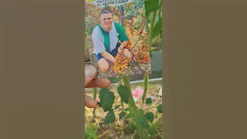 Томат Черри от Саваа от Семко
