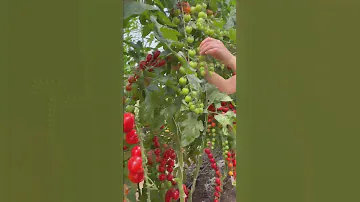 Томат для сбора целыми кистями! Удивительный томат Эльф🍅тестирование УСАДЬБА-СЕМЕНА