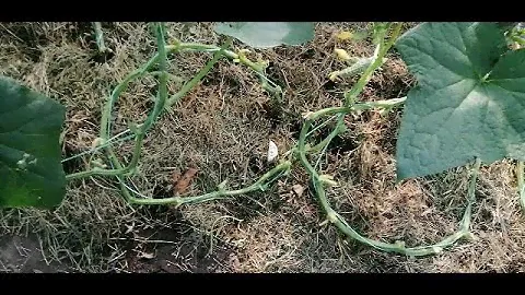 🥒🥒ФОРМИРОВАНИЕ ОГУРЦОВ В ТЕПЛИЦЕ В ОДИН СТЕБЕЛЬ. ПЕРВАЯ ПЕТЛЯ
