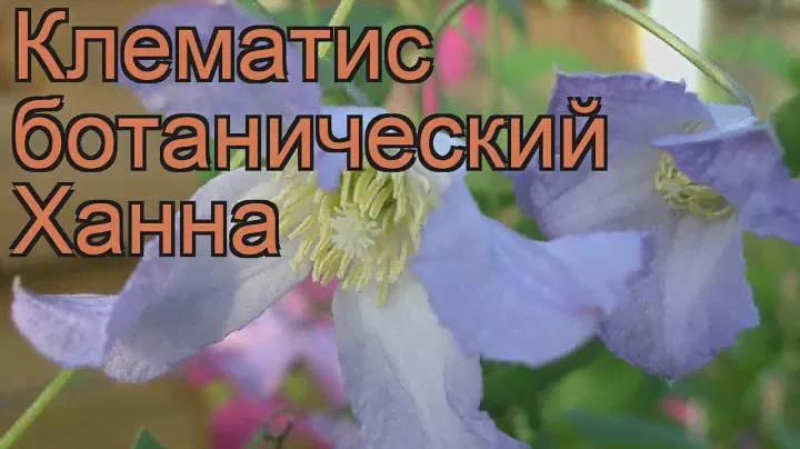 Клематис ботанический Ханна (clematis) 🌿 клематис Ханна обзор: как сажать рассада клематиса Ханна