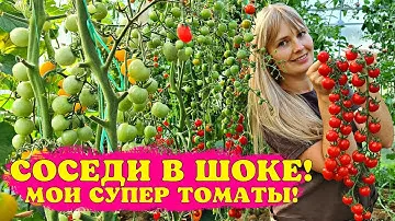Мои СУПЕР ТОМАТЫ! УРОЖАЙНЫЕ и ОЧЕНЬ вкусные!