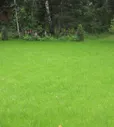 Газон Дачный