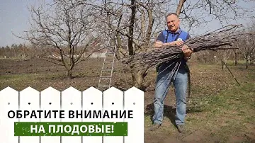 Секреты успешной обрезки волчков: шаг за шагом! Правильная обрезка волчков от А до Я