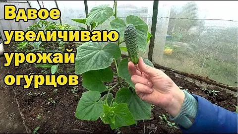 Увеличиваю урожай огурцов вдвое благодаря такой формировке