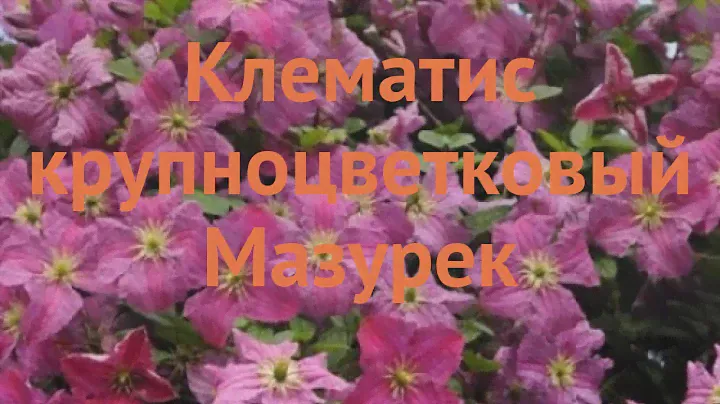 Клематис крупноцветковый Мазурек (clematis mazurek) 🌿 обзор: как сажать, саженцы клематиса Мазурек