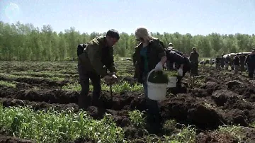 В Кудряшовском лесничестве высадили восемь тысяч сосен