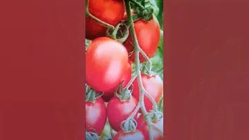 Черри. Оливка!